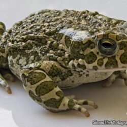 kroete