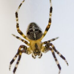 spinne